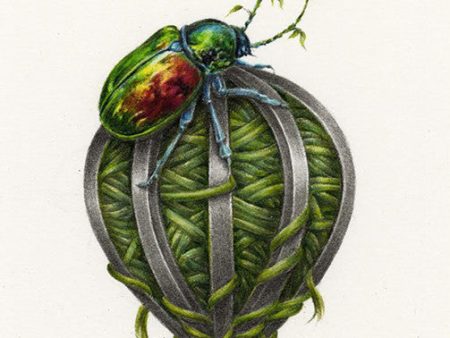 Christmas Beetle Nest Online